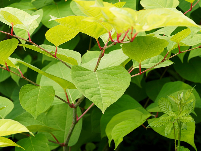 japanese knotweed.jpg